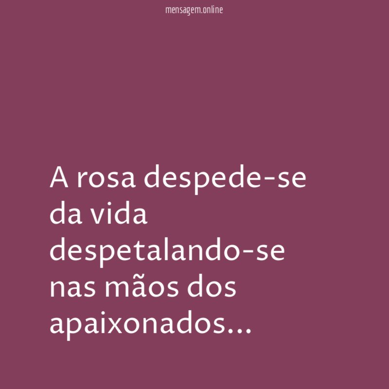 A rosa despede-se da vida despetalando-se nas mãos dos apaixonados