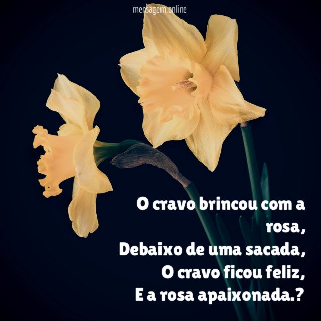 O cravo brincou com a rosa