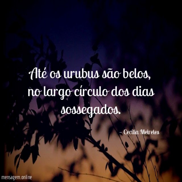 Até os urubus são belos