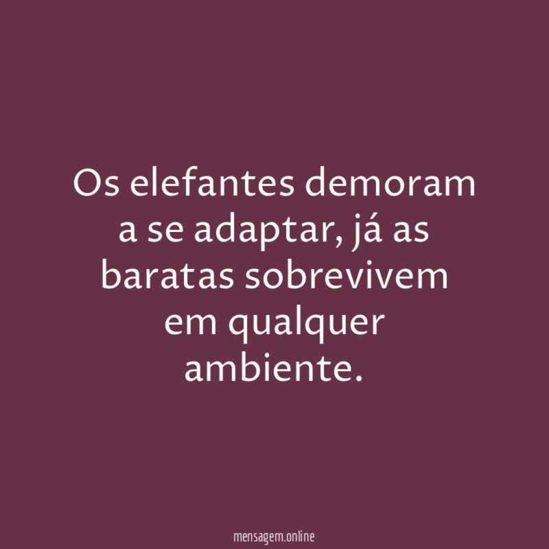 Os elefantes demoram a se adaptar