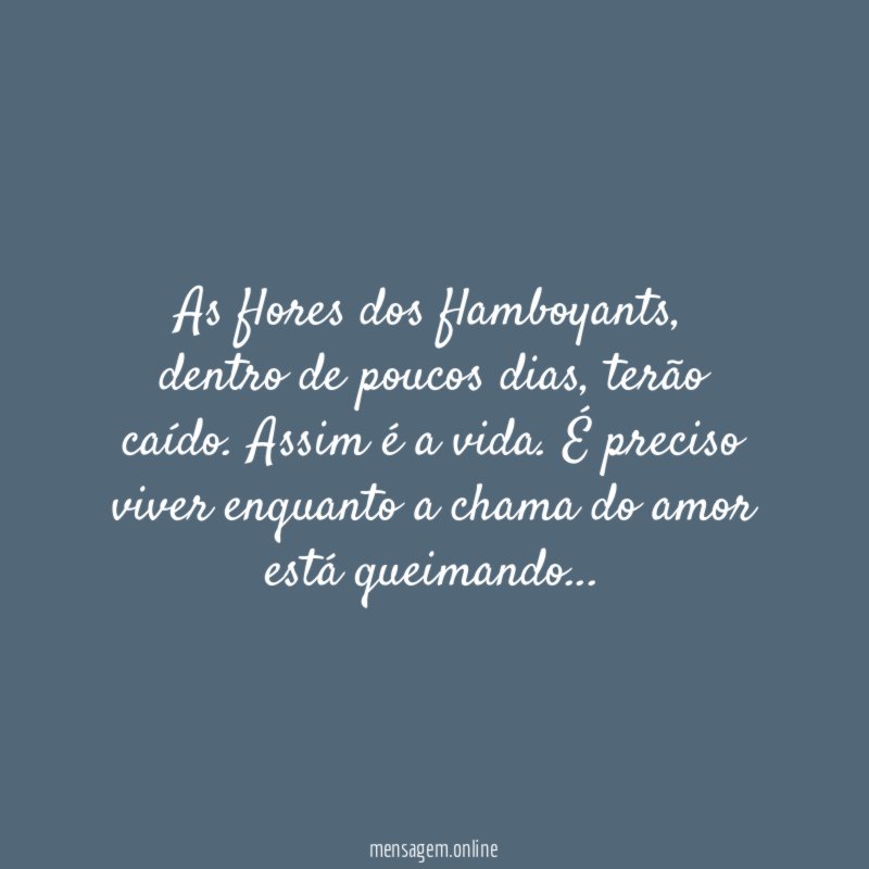 As flores dos flamboyants