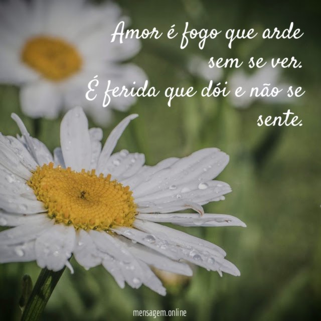 Amor é fogo que arde sem se ver