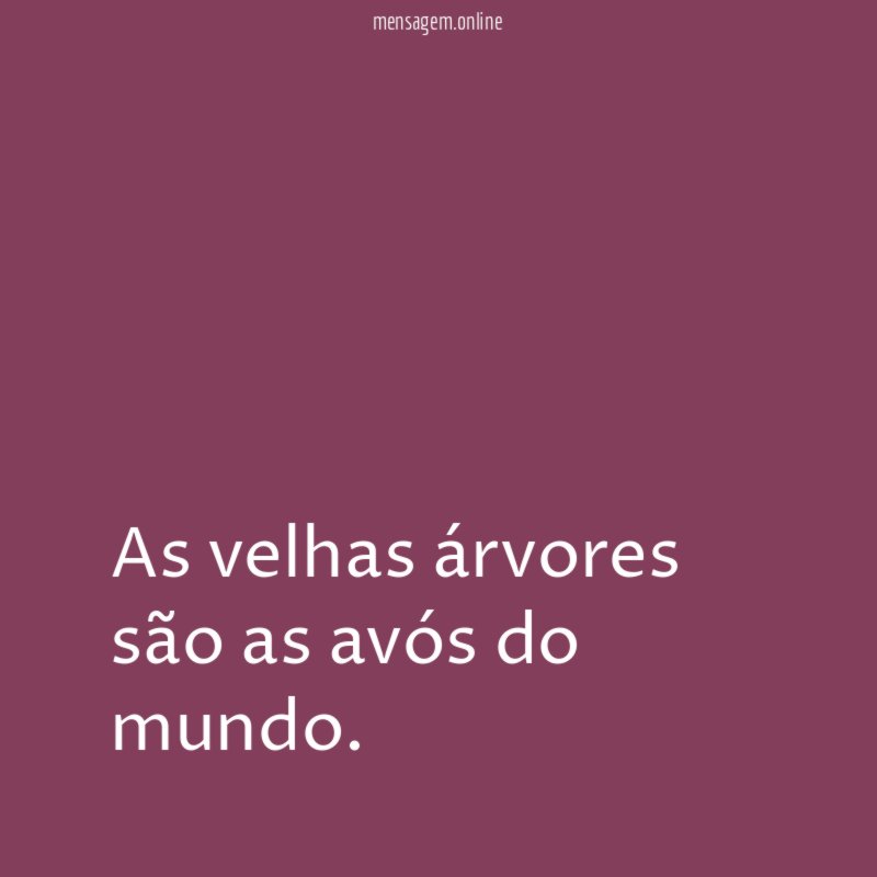 As velhas árvores são as avós do mundo