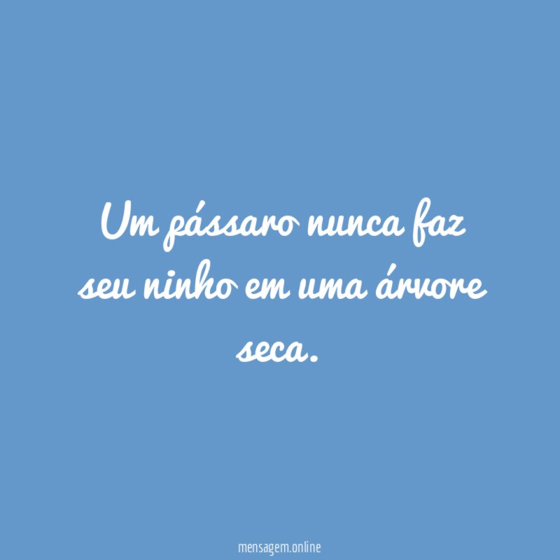 Um pássaro nunca faz seu ninho em uma árvore seca