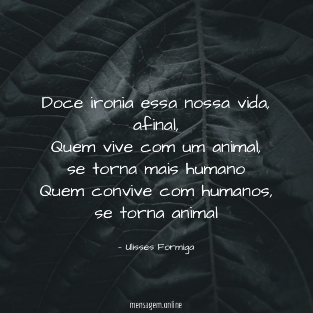 Doce ironia essa nossa vida