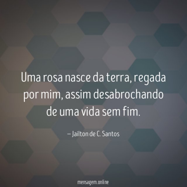 Uma rosa nasce da terra