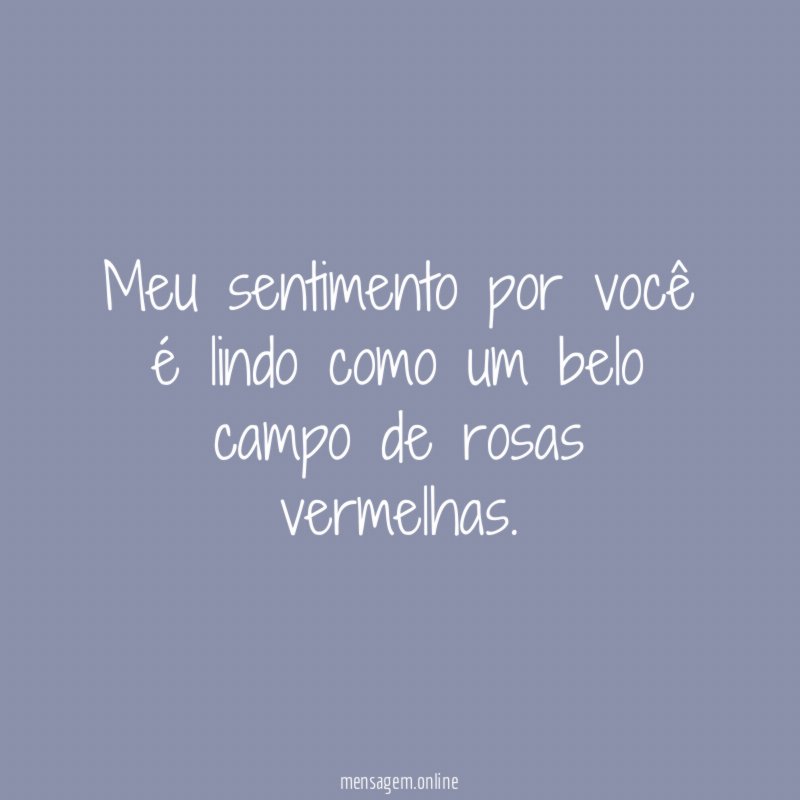 Meu sentimento por você é lindo como um belo campo de rosas vermelhas
