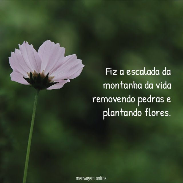 Fiz a escalada da montanha da vida removendo pedras e plantando flores