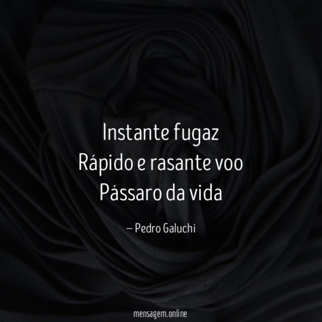 Instante fugaz Rápido e rasante voo Pássaro da vida