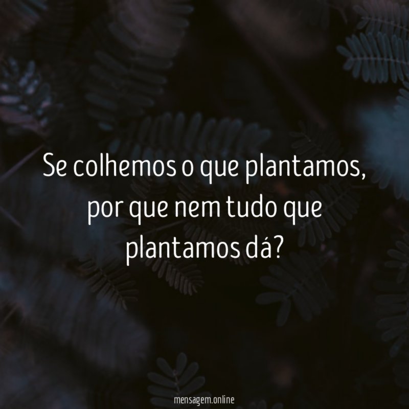 Se colhemos o que plantamos