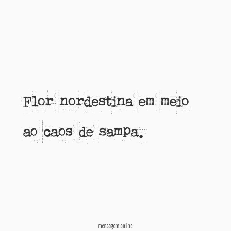 Flor nordestina em meio ao caos de sampa