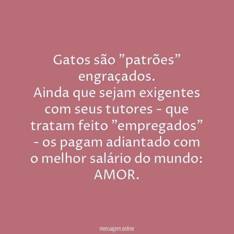 Gatos são "patrões" engraçados