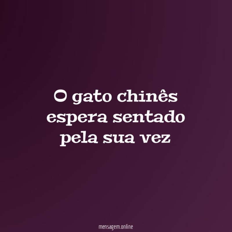 O gato chinês espera sentado pela sua vez