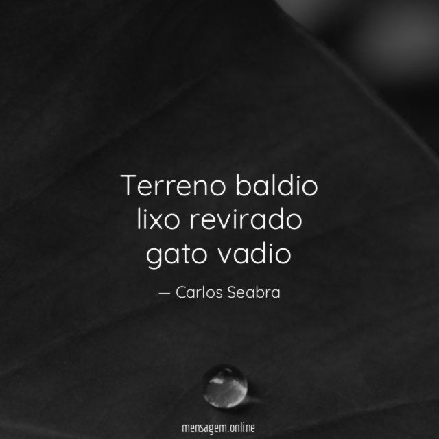 terreno baldio lixo revirado gato vadio