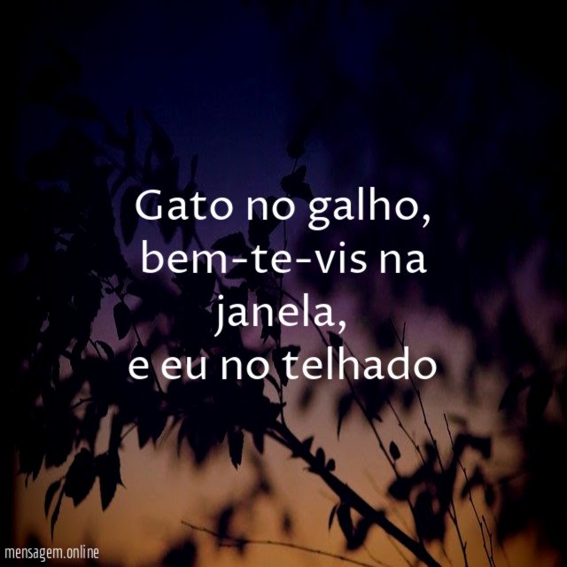 gato no galho