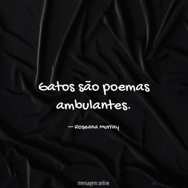 Gatos são poemas ambulantes