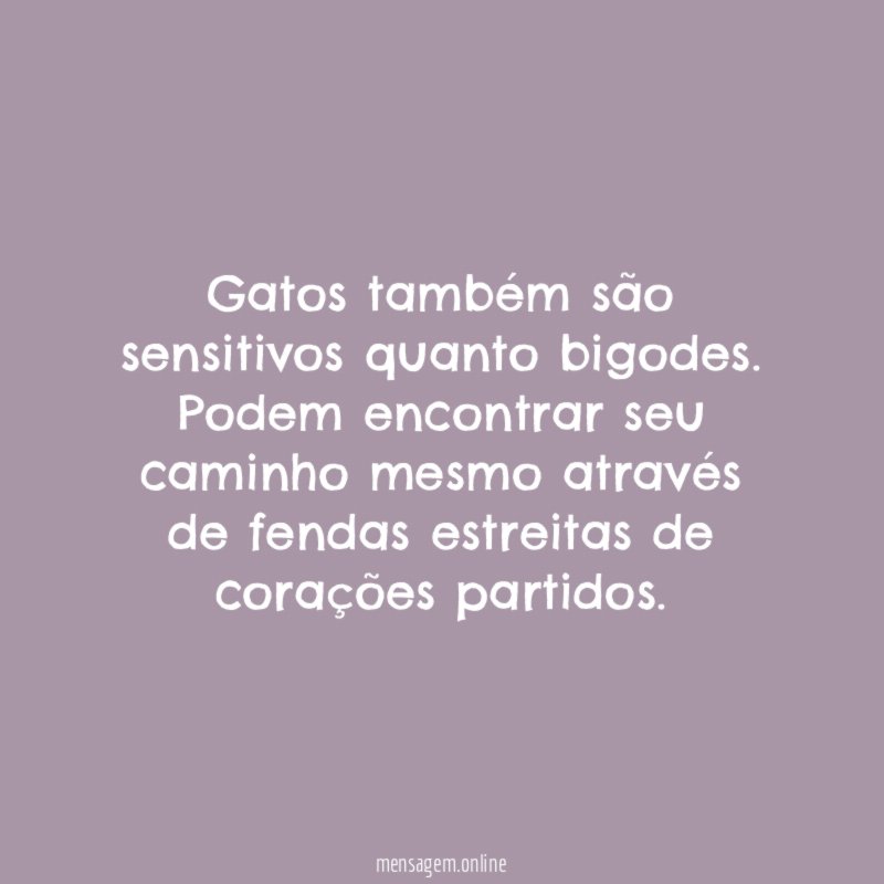 Gatos também são sensitivos quanto bigodes