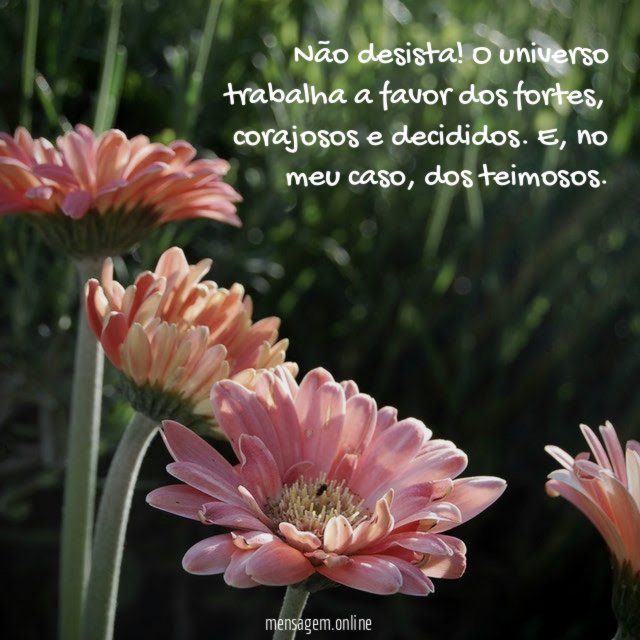 Não desista