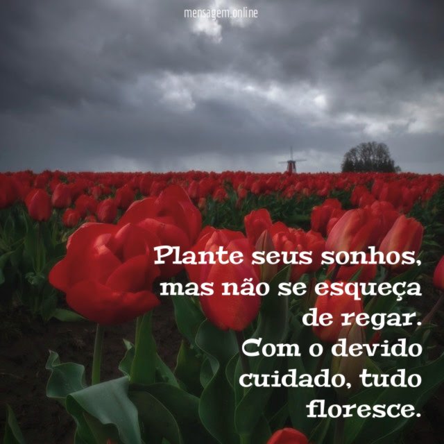 Plante seus sonhos