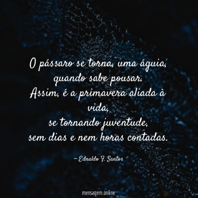 O pássaro se torna