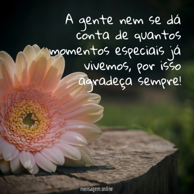 Agradecer todos os dias