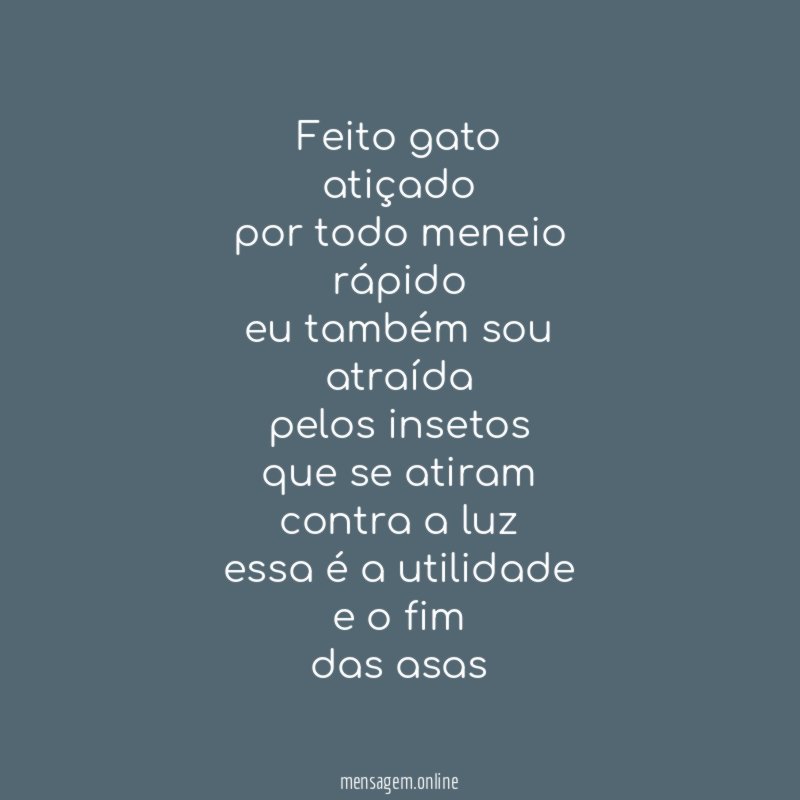 feito gato
atiçado
por todo meneio
rápido
eu também sou
atraída
pelos insetos
que se atiram
contra a luz