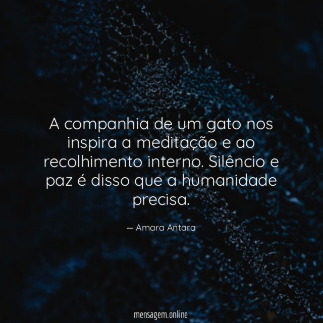 A companhia de um gato nos inspira a