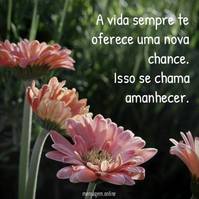 A vida sempre te oferece