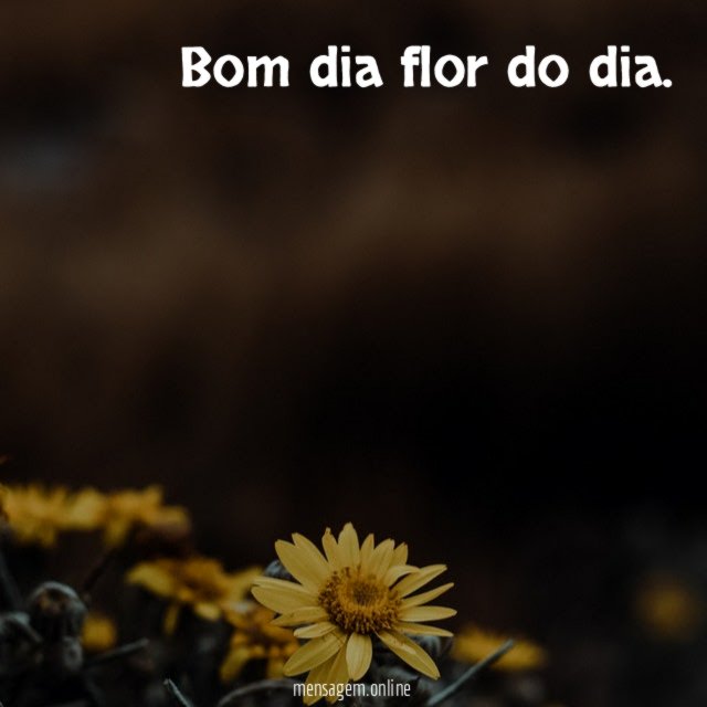 Flor do dia