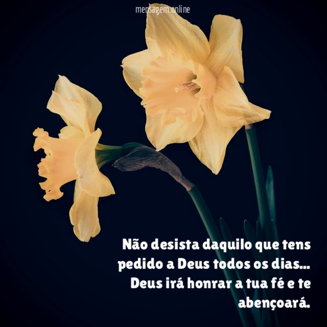 Não desista