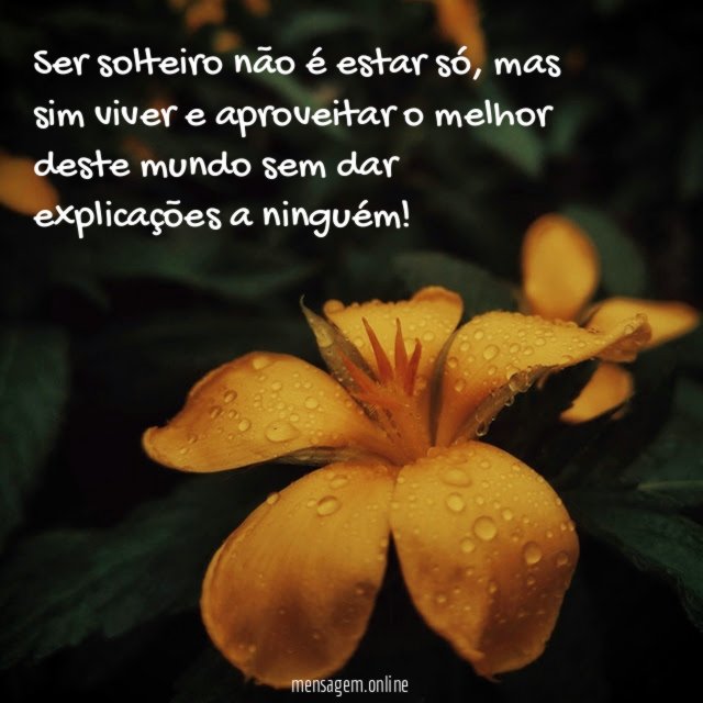 Ser solteiro não é estar só