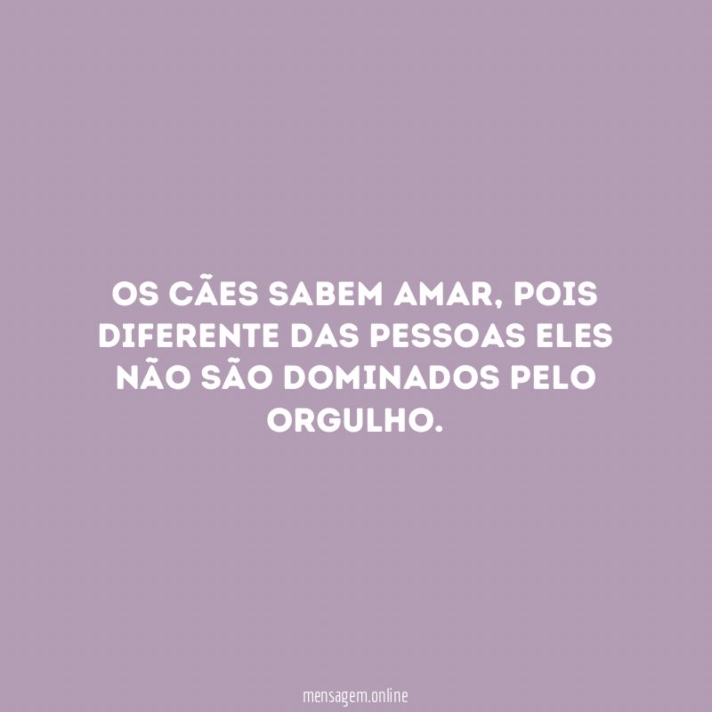 Os cães sabem amar