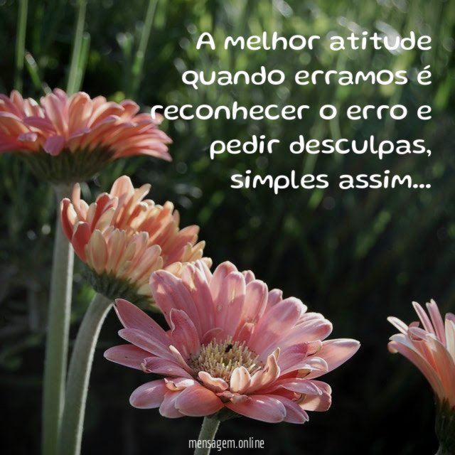 A melhor atitude quando erramos é reconhecer o erro e pedir desculpas