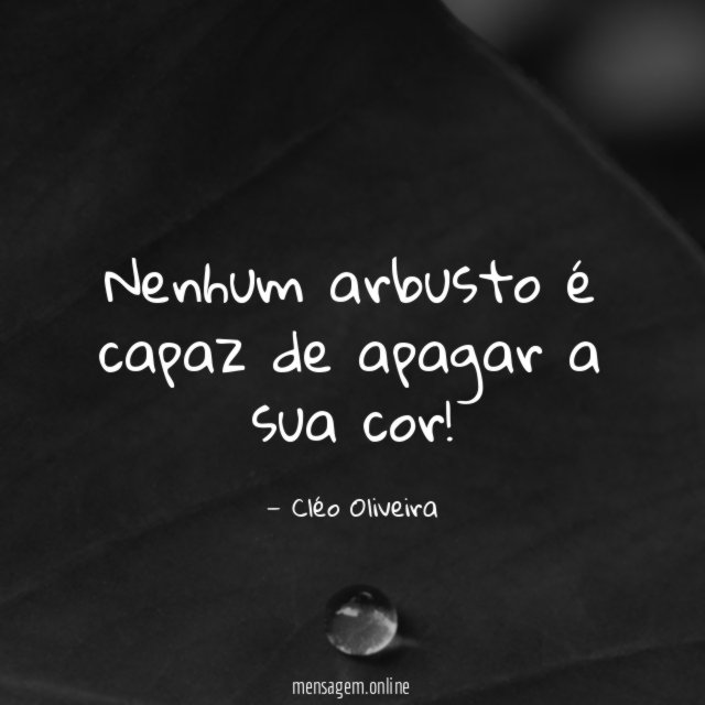Nenhum arbusto é capaz de apagar a sua cor