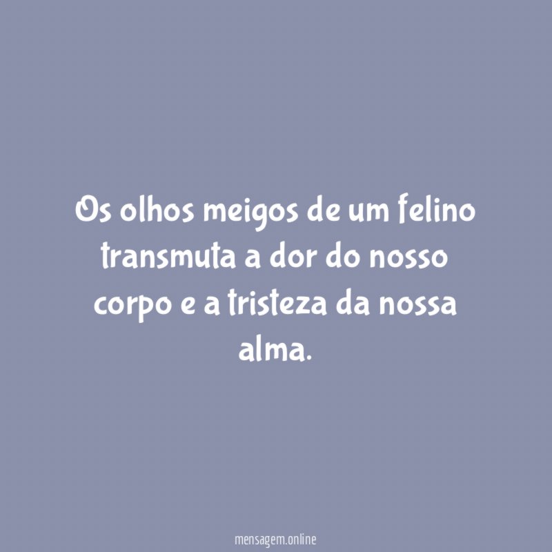 Os olhos meigos de um felino transmuta a