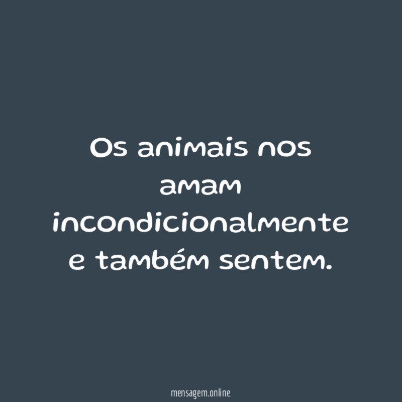 Os animais nos amam incondicionalmente e também sentem