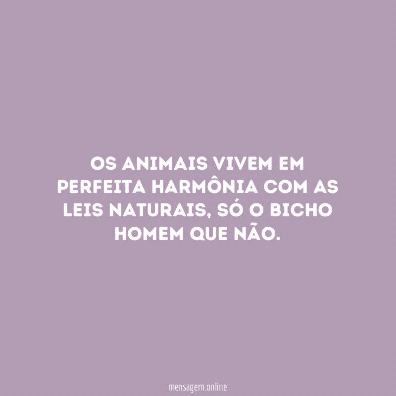 Os animais vivem em perfeita harmônia com as leis naturais