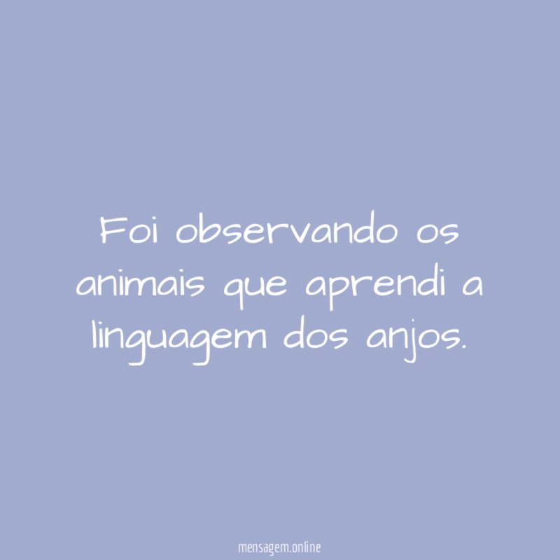 Foi observando os animais que aprendi a linguagem dos anjos