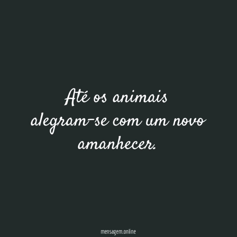 Até os animais alegram-se com um novo amanhecer