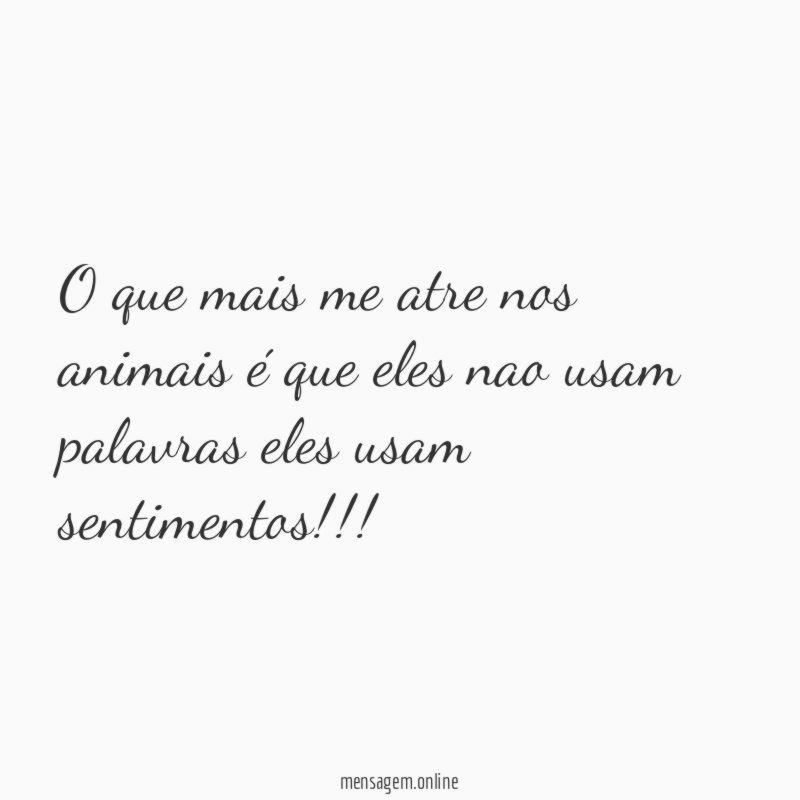 O que mais me atre nos animais é