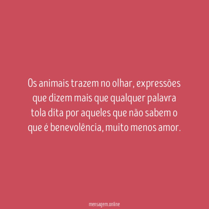 Os animais trazem no olhar
