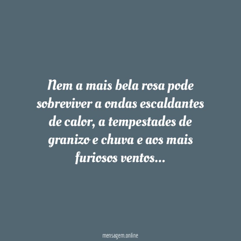 Nem a mais bela rosa pode sobreviver a ondas escaldantes de calor