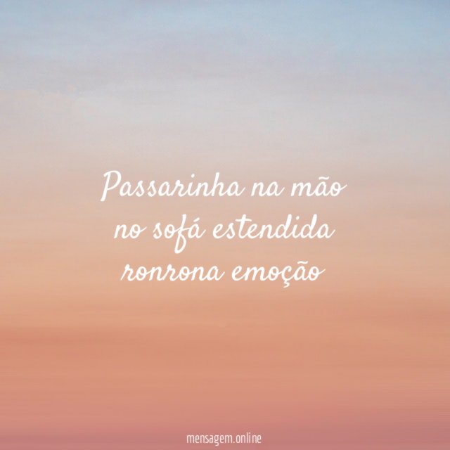 passarinha na mão no sofá estendida ronrona emoção