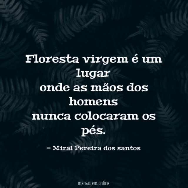 Floresta virgem é um lugar onde as mãos dos