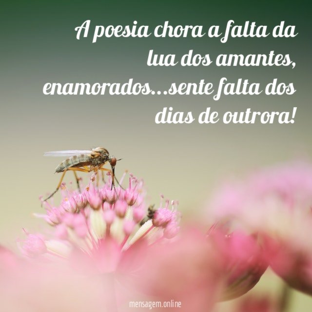 A poesia chora a falta da lua dos amantes