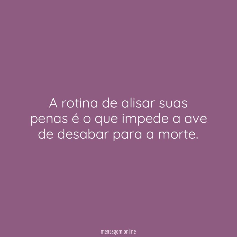 A rotina de alisar suas penas é