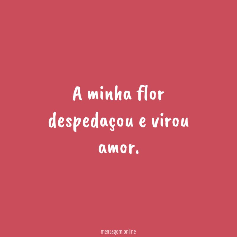 A minha flor despedaçou e virou amor
