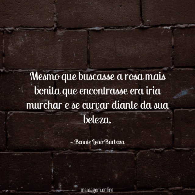Mesmo que buscasse a rosa mais bonita que