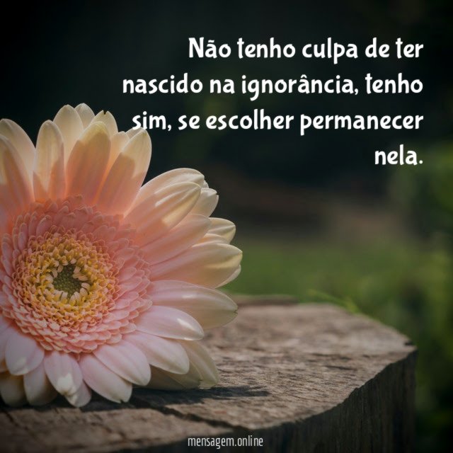 Não tenho culpa de ter nascido na ignorância