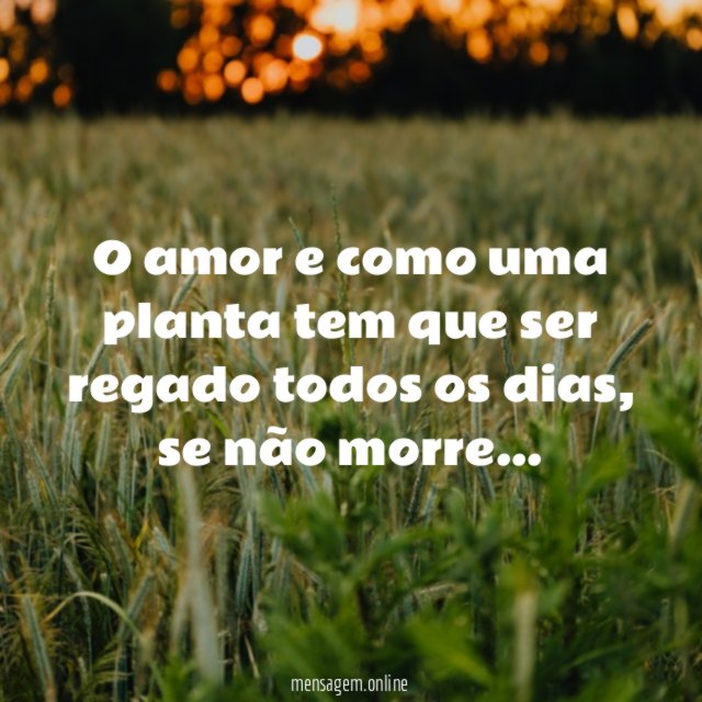 O amor e como uma planta tem que